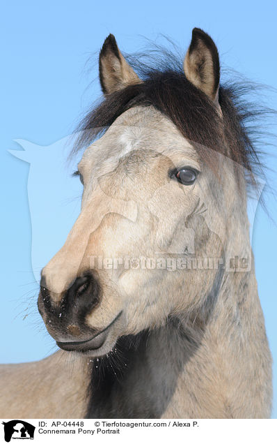 Connemara Pony Portrait / AP-04448