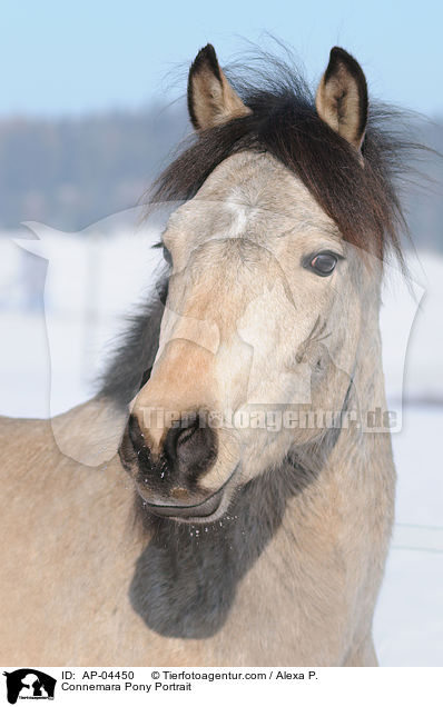 Connemara Pony Portrait / AP-04450