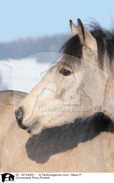 Connemara Pony Portrait / AP-04451