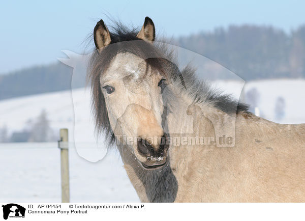 Connemara Pony Portrait / AP-04454