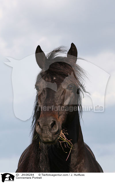 Connemara Portrait / Connemara Portrait / JH-06284