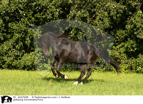 galoppierendes Connemara-Pony / galloping Connemara-Pony / JH-07456