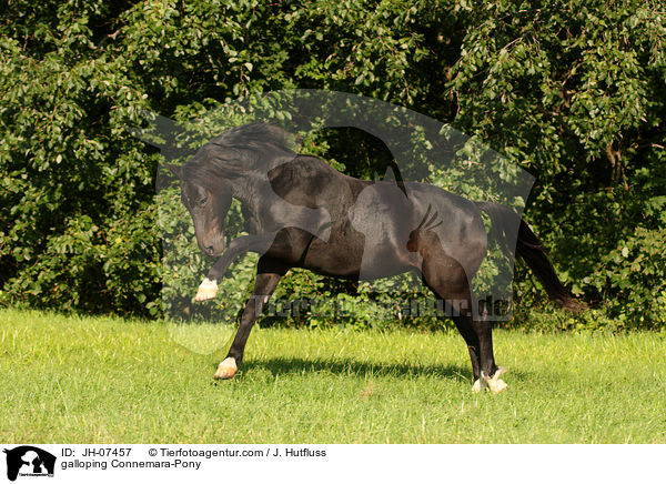 galloping Connemara-Pony / JH-07457