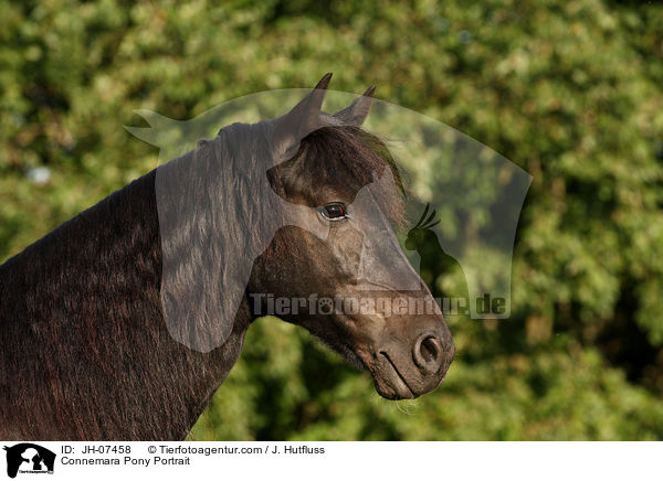Connemara Pony Portrait / JH-07458