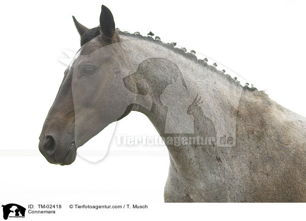 Connemara / TM-02418