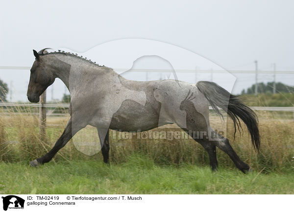 galloping Connemara / TM-02419