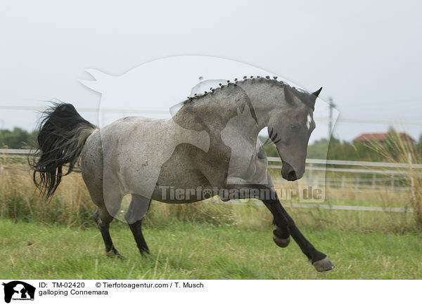 galoppierendes Connemara / galloping Connemara / TM-02420