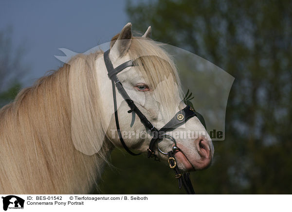 Connemara Pony Portrait / BES-01542