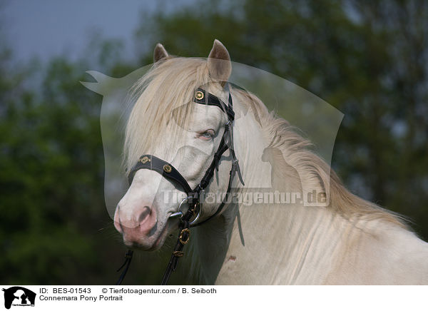 Connemara Pony Portrait / BES-01543