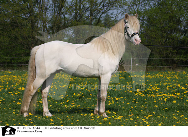 Connemara-Pony / Connemara Pony / BES-01544