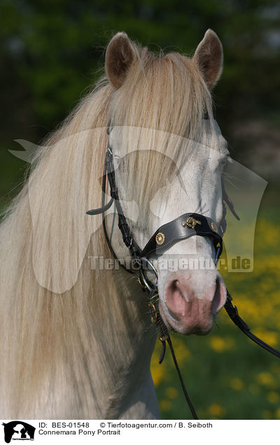 Connemara Pony Portrait / BES-01548