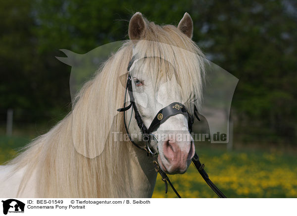 Connemara-Pony Portrait / Connemara Pony Portrait / BES-01549