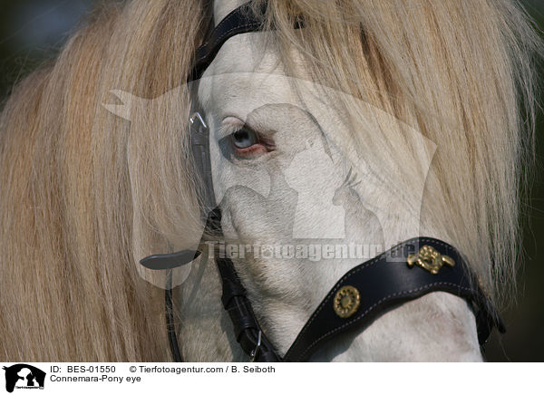 Connemara-Pony Auge / Connemara-Pony eye / BES-01550