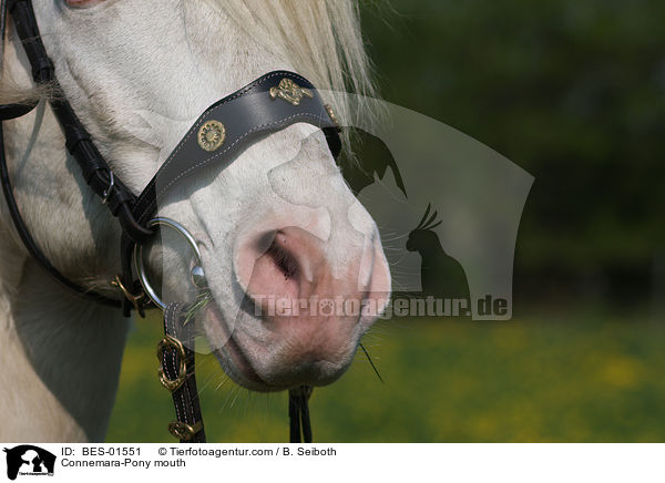 Connemara-Pony Maul / Connemara-Pony mouth / BES-01551