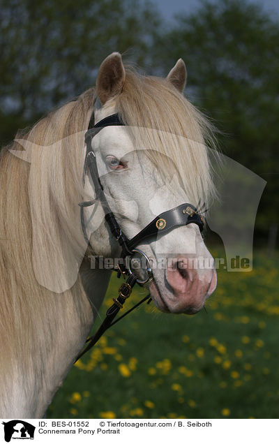 Connemara Pony Portrait / BES-01552
