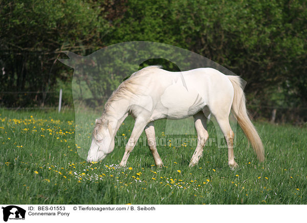 Connemara-Pony / Connemara Pony / BES-01553