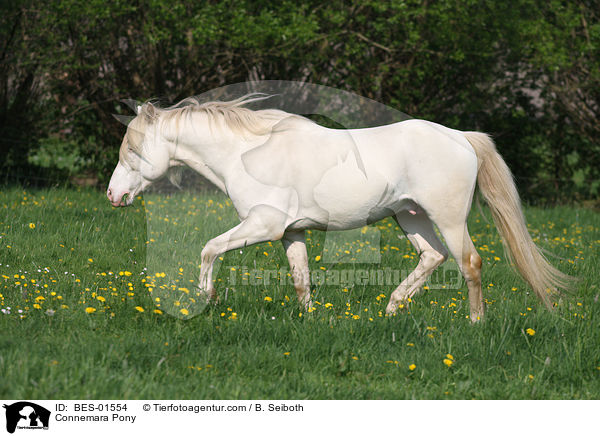 Connemara-Pony / Connemara Pony / BES-01554