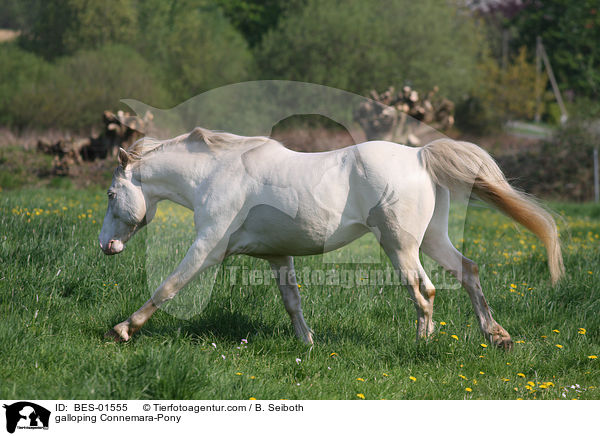 galoppierendes Connemara-Pony / galloping Connemara-Pony / BES-01555