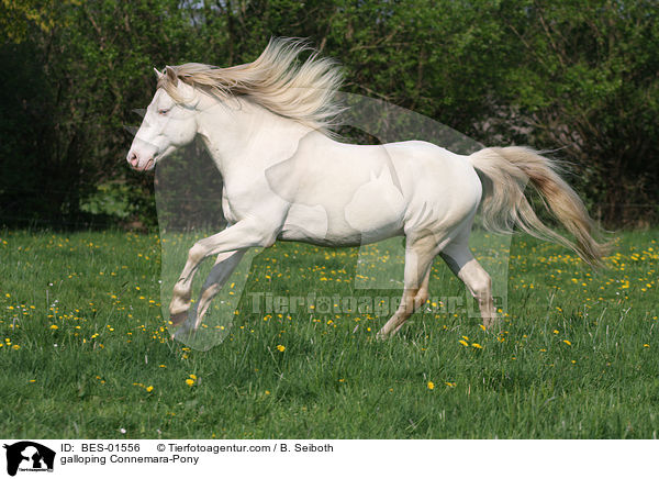 galloping Connemara-Pony / BES-01556