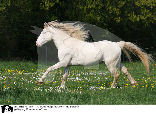 galloping Connemara-Pony / BES-01557