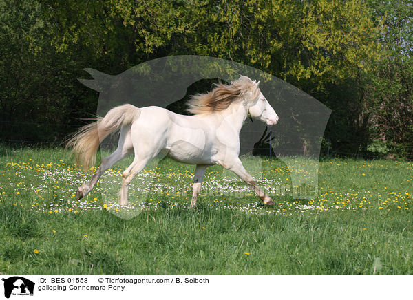 galloping Connemara-Pony / BES-01558