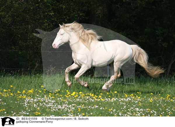 galoppierendes Connemara-Pony / galloping Connemara-Pony / BES-01559