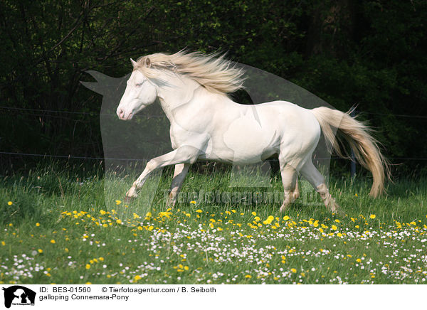 galloping Connemara-Pony / BES-01560