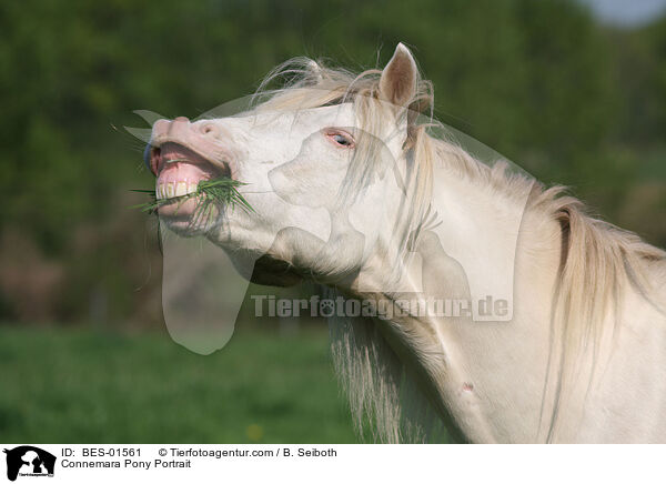 Connemara Pony Portrait / BES-01561