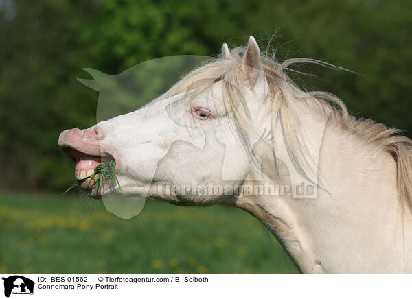 Connemara Pony Portrait / BES-01562