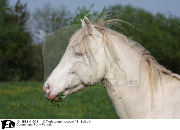 Connemara Pony Portrait / BES-01563