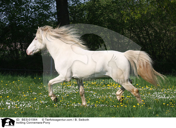 trotting Connemara-Pony / BES-01564