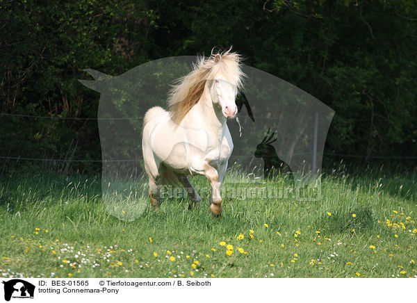 trotting Connemara-Pony / BES-01565