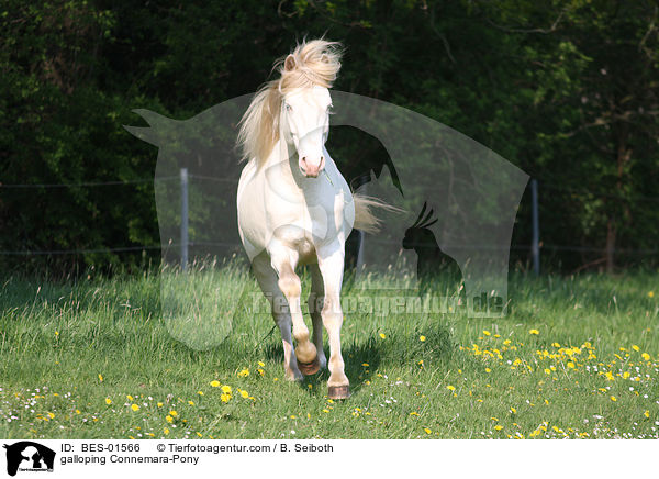 galoppierendes Connemara-Pony / galloping Connemara-Pony / BES-01566
