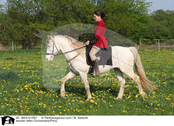 woman rides Connemara-Pony / BES-01567