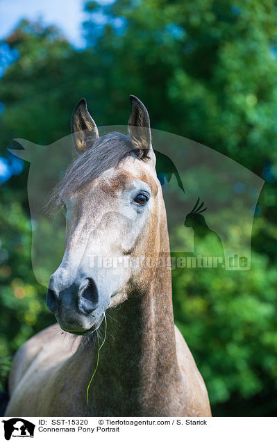 Connemara Portrait / Connemara Pony Portrait / SST-15320