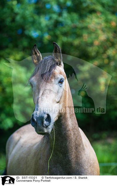Connemara Pony Portrait / SST-15321