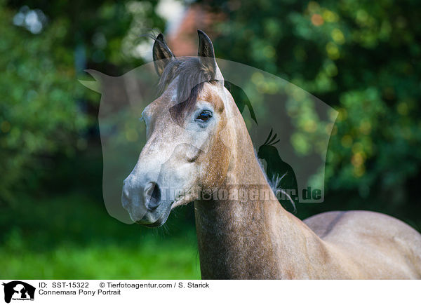 Connemara Pony Portrait / SST-15322
