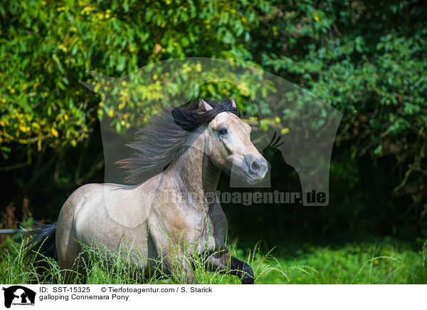 galoppierendes Connemara / galloping Connemara Pony / SST-15325