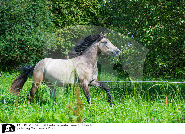 galoppierendes Connemara / galloping Connemara Pony / SST-15326