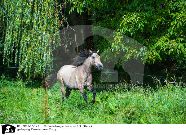 galoppierendes Connemara / galloping Connemara Pony / SST-15327