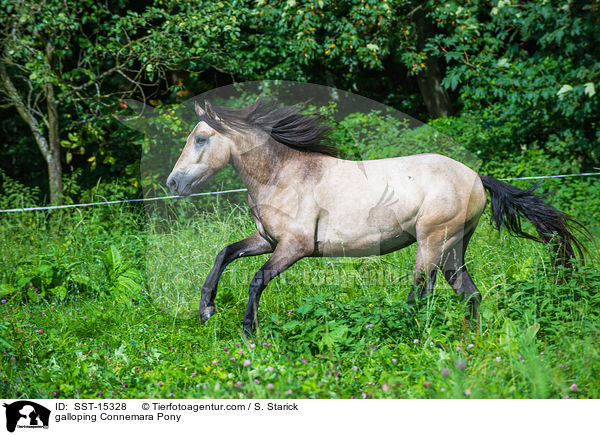 galoppierendes Connemara / galloping Connemara Pony / SST-15328