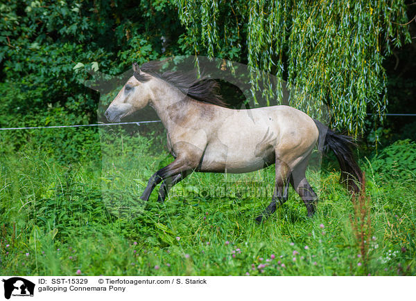 galoppierendes Connemara / galloping Connemara Pony / SST-15329