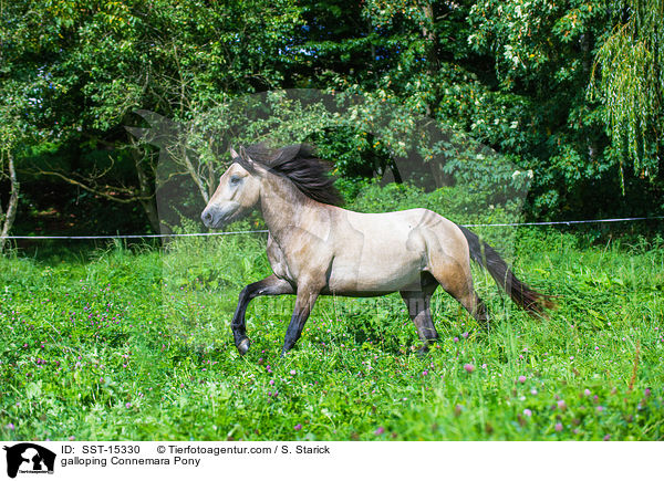 galloping Connemara Pony / SST-15330