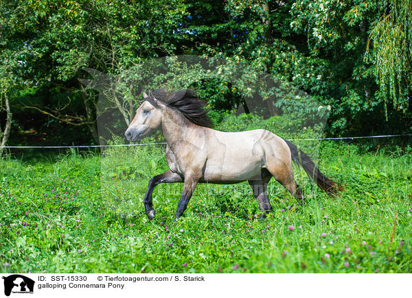 galoppierendes Connemara / galloping Connemara Pony / SST-15330