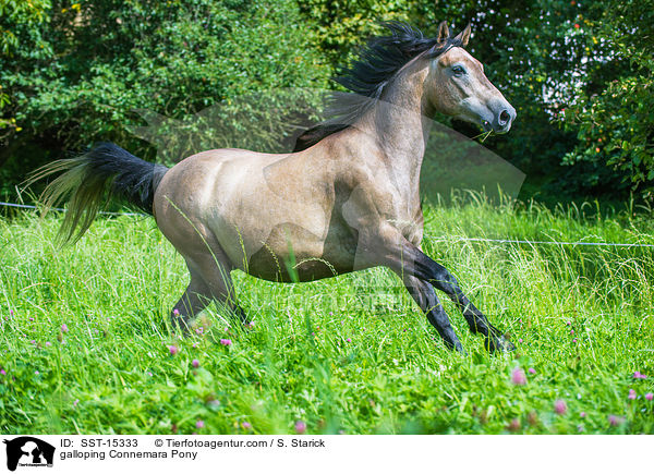 galloping Connemara Pony / SST-15333