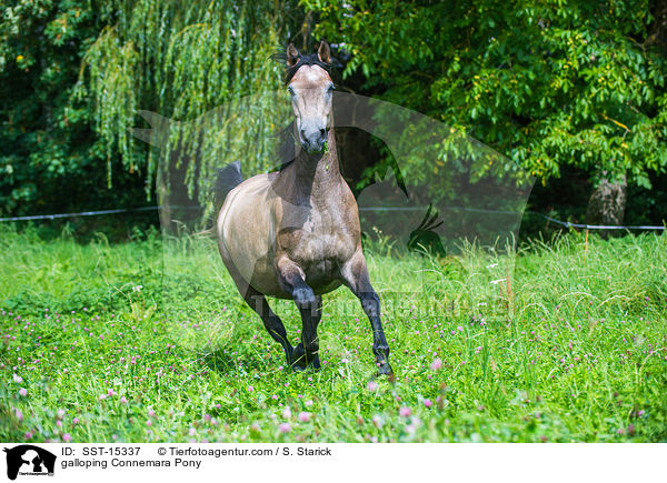 galoppierendes Connemara / galloping Connemara Pony / SST-15337