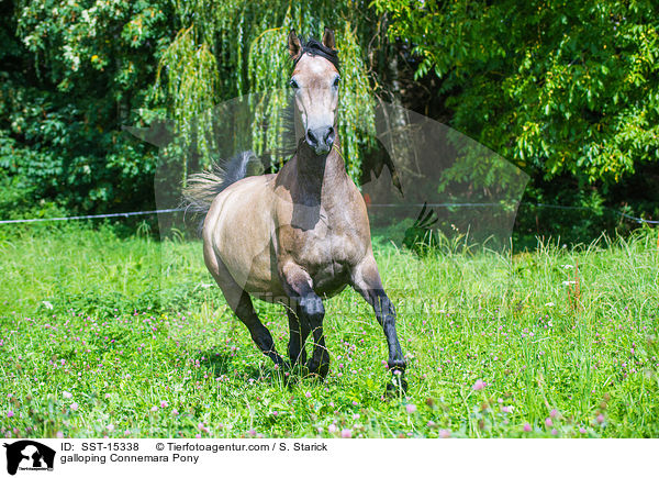 galoppierendes Connemara / galloping Connemara Pony / SST-15338