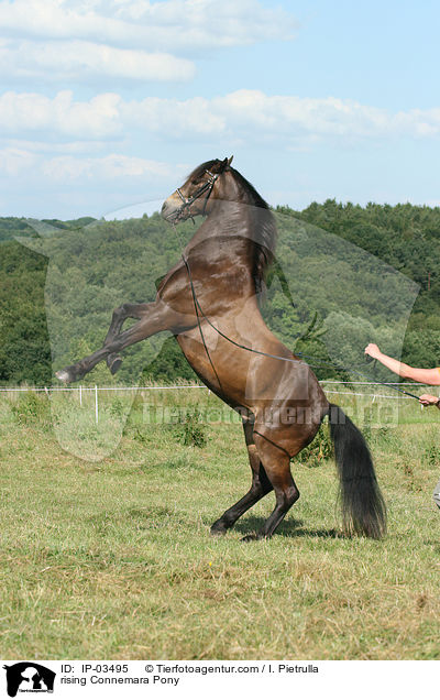 steigender Connemara-Pony / rising Connemara Pony / IP-03495