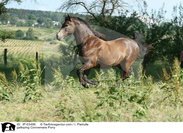 galoppierendes Connemara-Pony / galloping Connemara Pony / IP-03496