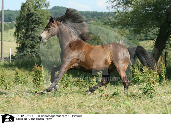 galoppierendes Connemara-Pony / galloping Connemara Pony / IP-03497